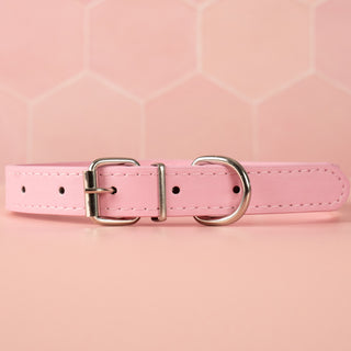 A rear view of the collar showing the silver buckle and adjustable length.