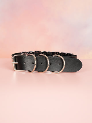 The rear view of the black collar, the silver buckle and D Rings can be clearly seen.